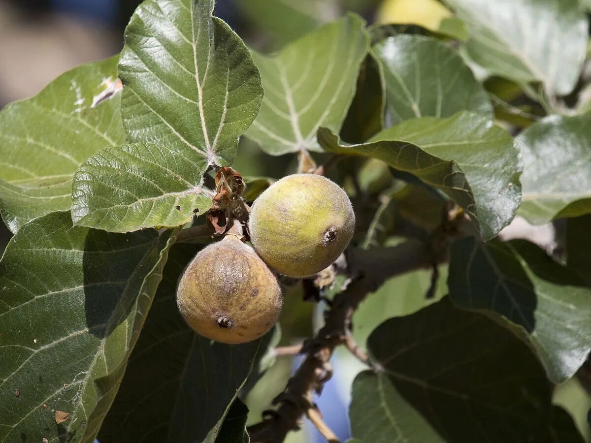 Инжир сикомор. Ficus sycomorus фикус сикомора. инжир и сикомор. сикомора дерево. фиговое дерево сикомор.