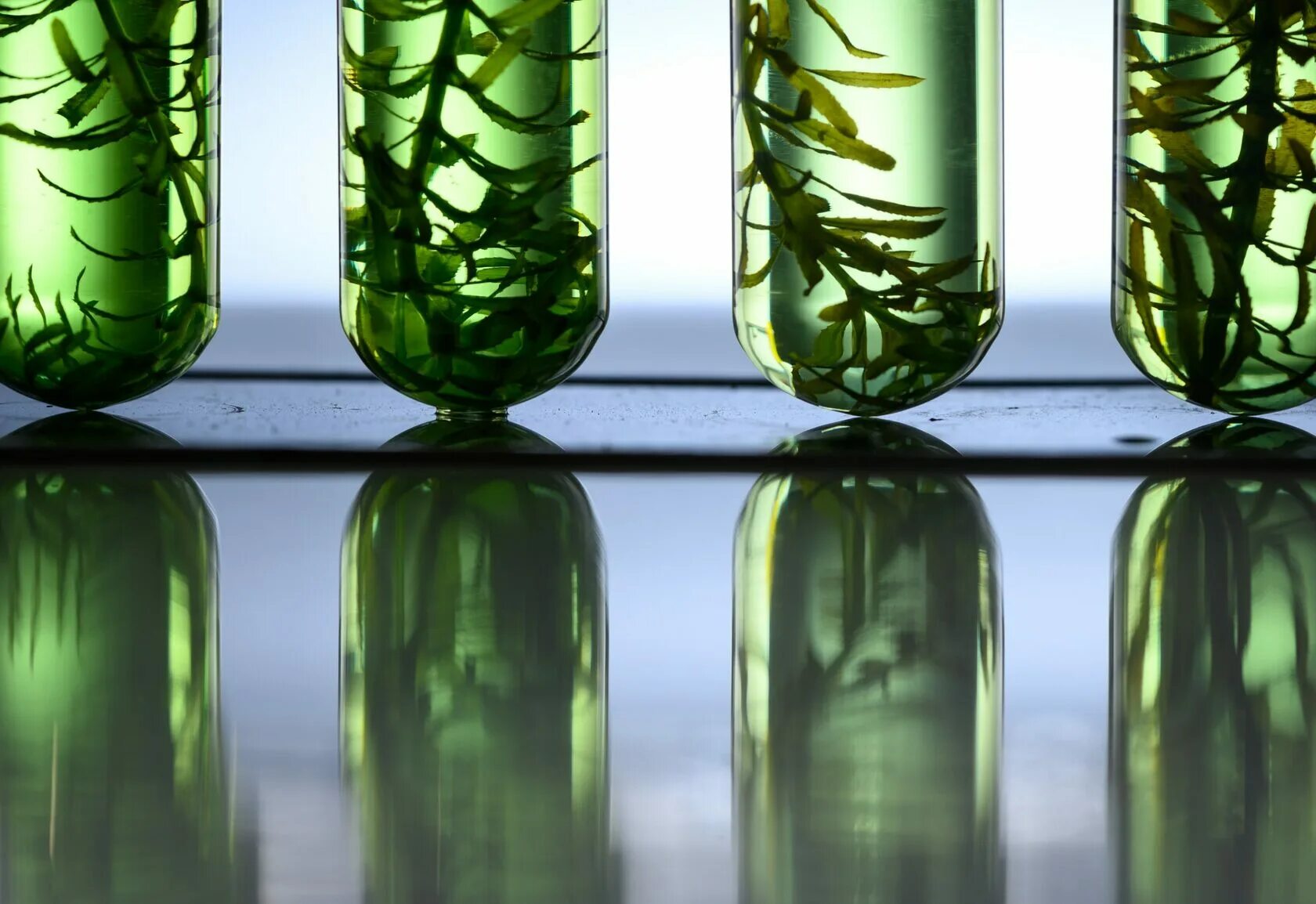 Микроводоросли биотопливо. Жидкое биотопливо биометанол. Водоросли в биотехнологии. Водоросли для биотоплива.