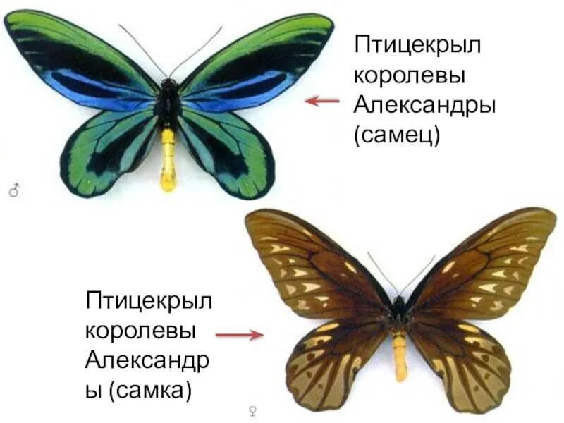 Пол у самок бабочки. Бабочка Птицекрыл королевы Александры. Бабочки орнитоптера королевы Александры. Самка бабочки орнитоптера Александры. Птицекрылка королевы Александры самка.