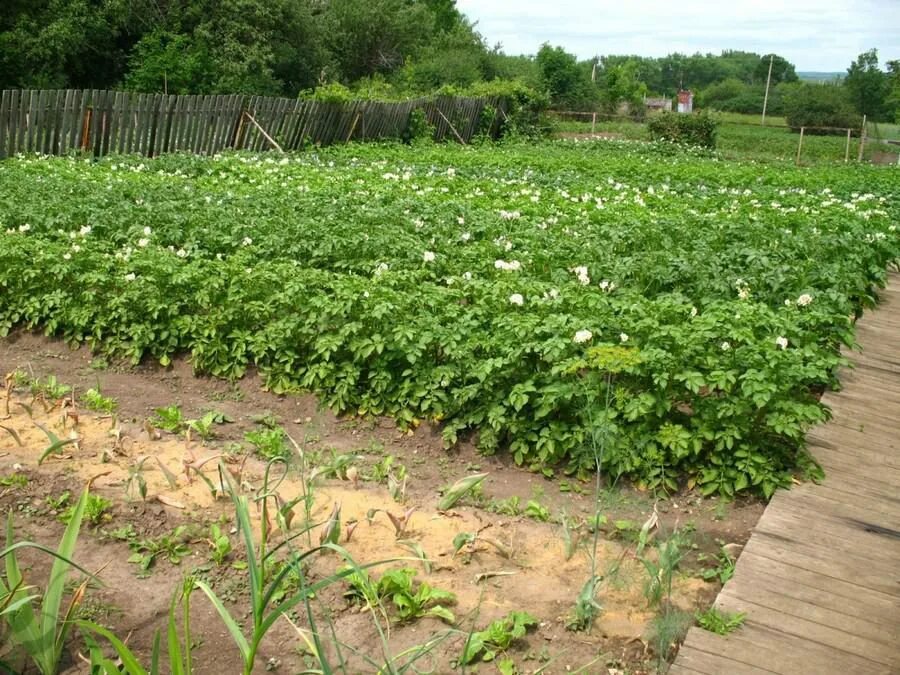 Большой урожай картошки. Сажать картошку. Картошка на грядке. Дача с урожаем картошка. Картофель куст.