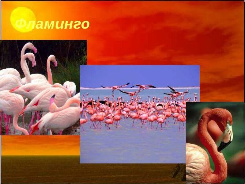 Интересные факты о фламинго. Фламинго презентация. Презентация фламинго. Информация о фламинго. Презентация фламинго.