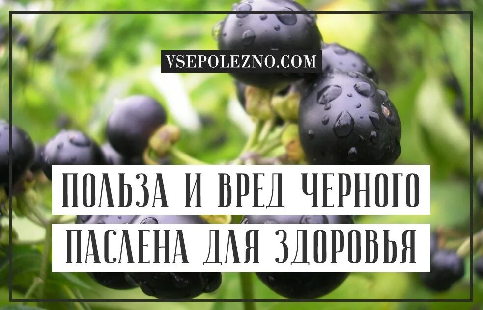 Паслен польза и вред для организма человека