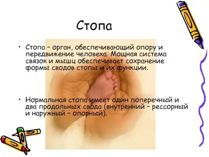 Рессорная функция стопы