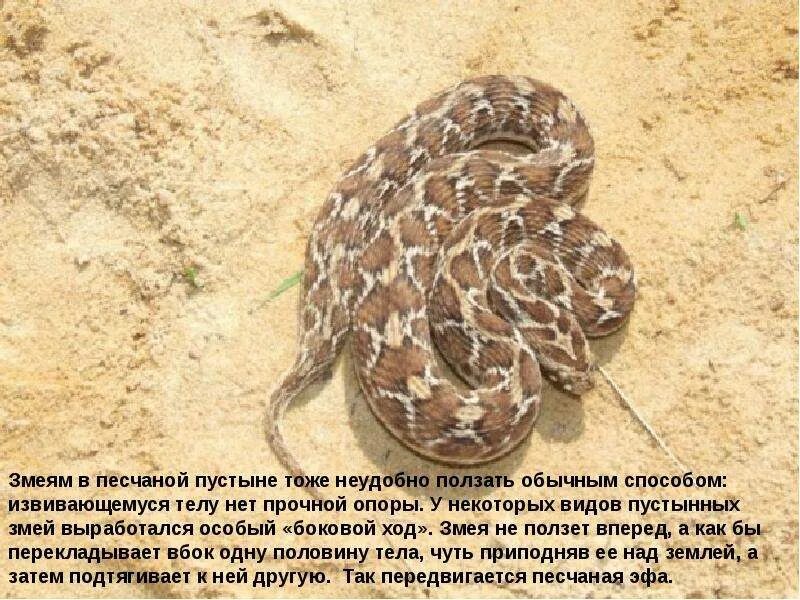 Сообщение на тему ползающие животные. Змеи пустыни. сообщение о змеях пустыни. змей в пустыне. доклад; змеи в пустыне.