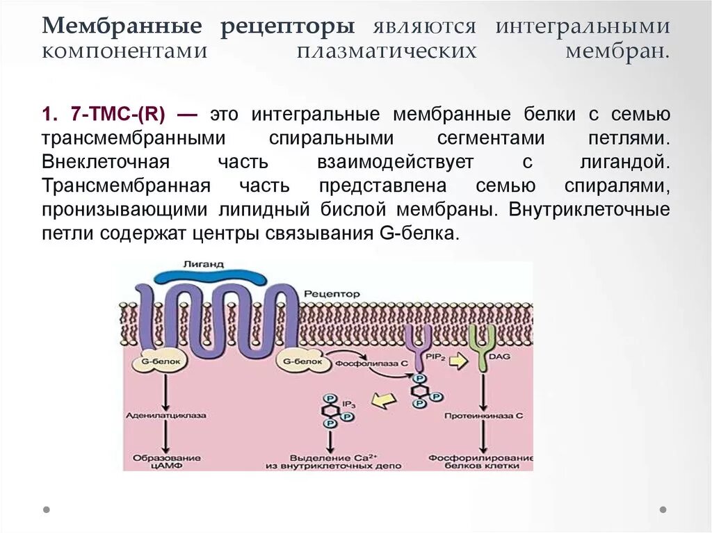 Строение мембраны Рецептор мембраны. Строение рецептора плазматической мембраны. Строение рецепторов цитоплазматической мембраны. Рецепторы плазматической мембраны схема.