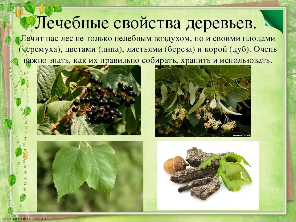 Лекарственные растения деревья. Лекарственные деревья и кустарники. Лечебные листья деревьев. Дерево с лечебными плодами. Какими полезными свойствами обладают