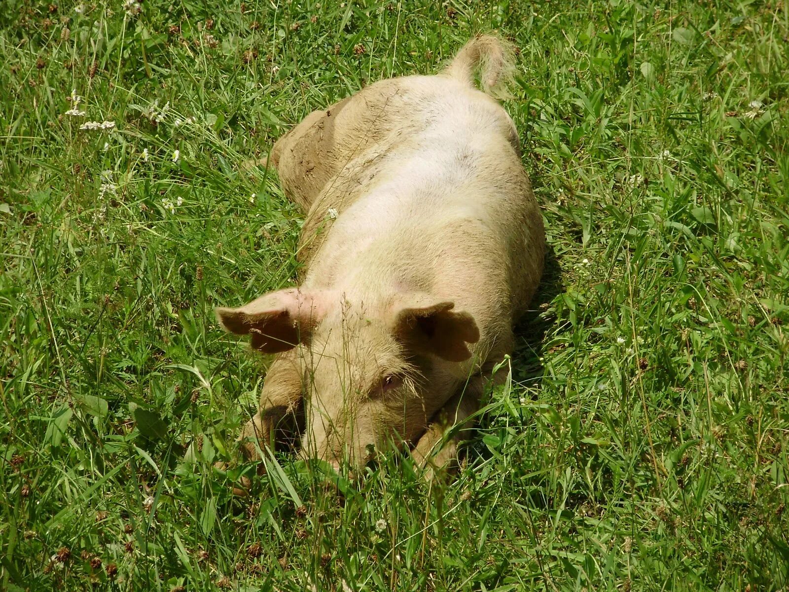 Темы piggy на андроид. Pig 1. Pig 1. Pig 1. Черные японские поросята.