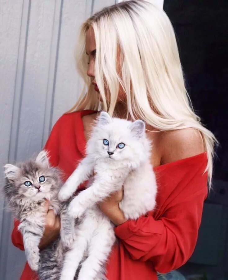 Блондинка и кот. Блондинка с кошкой. девушка кошка блондинка. блондинка с белой кошкой. девушка с котенком.