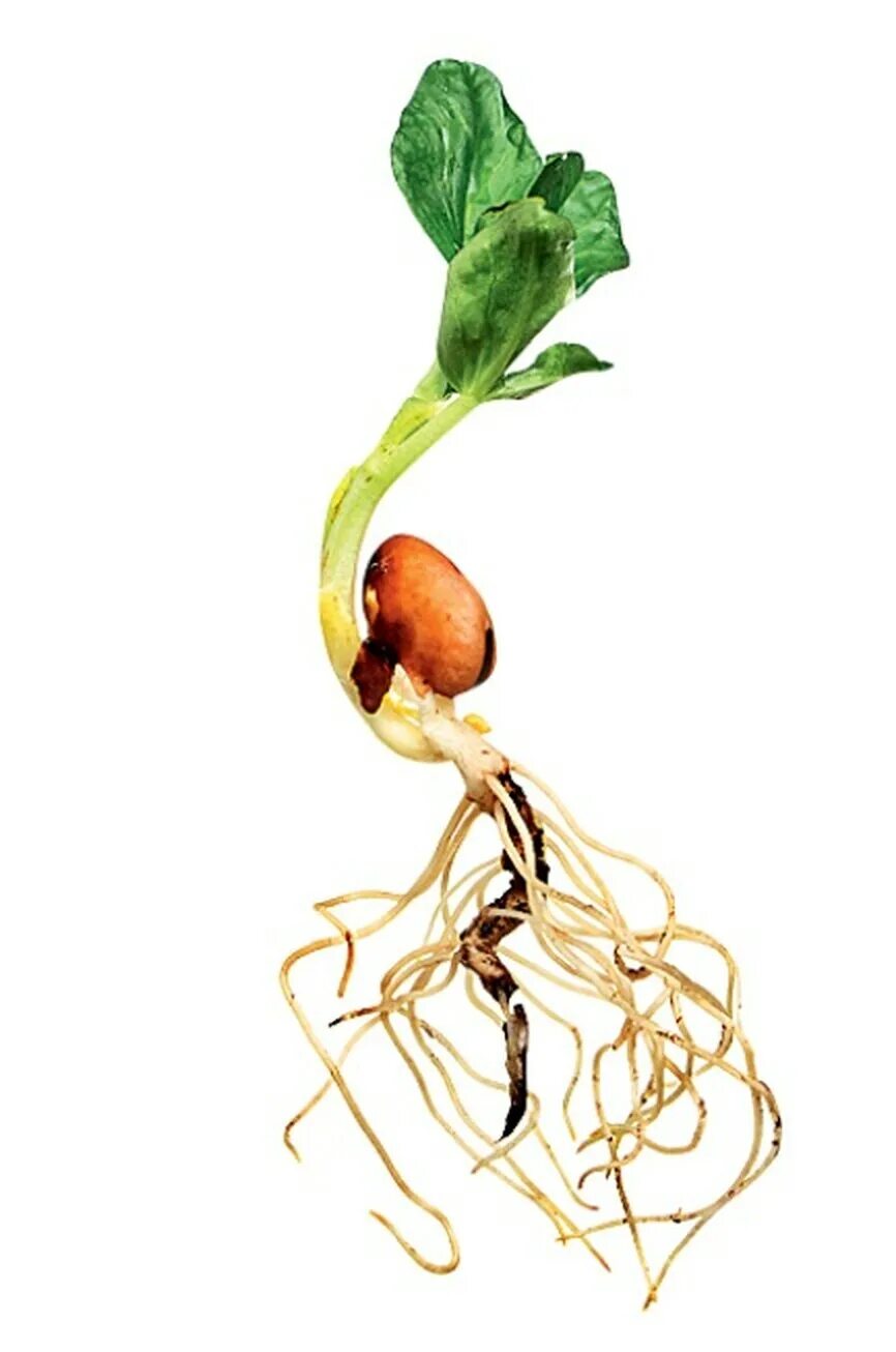 Корень фасоли. Корневая система фасоли. Пророщенные семена бобовых. Фасоль растение с корнем.