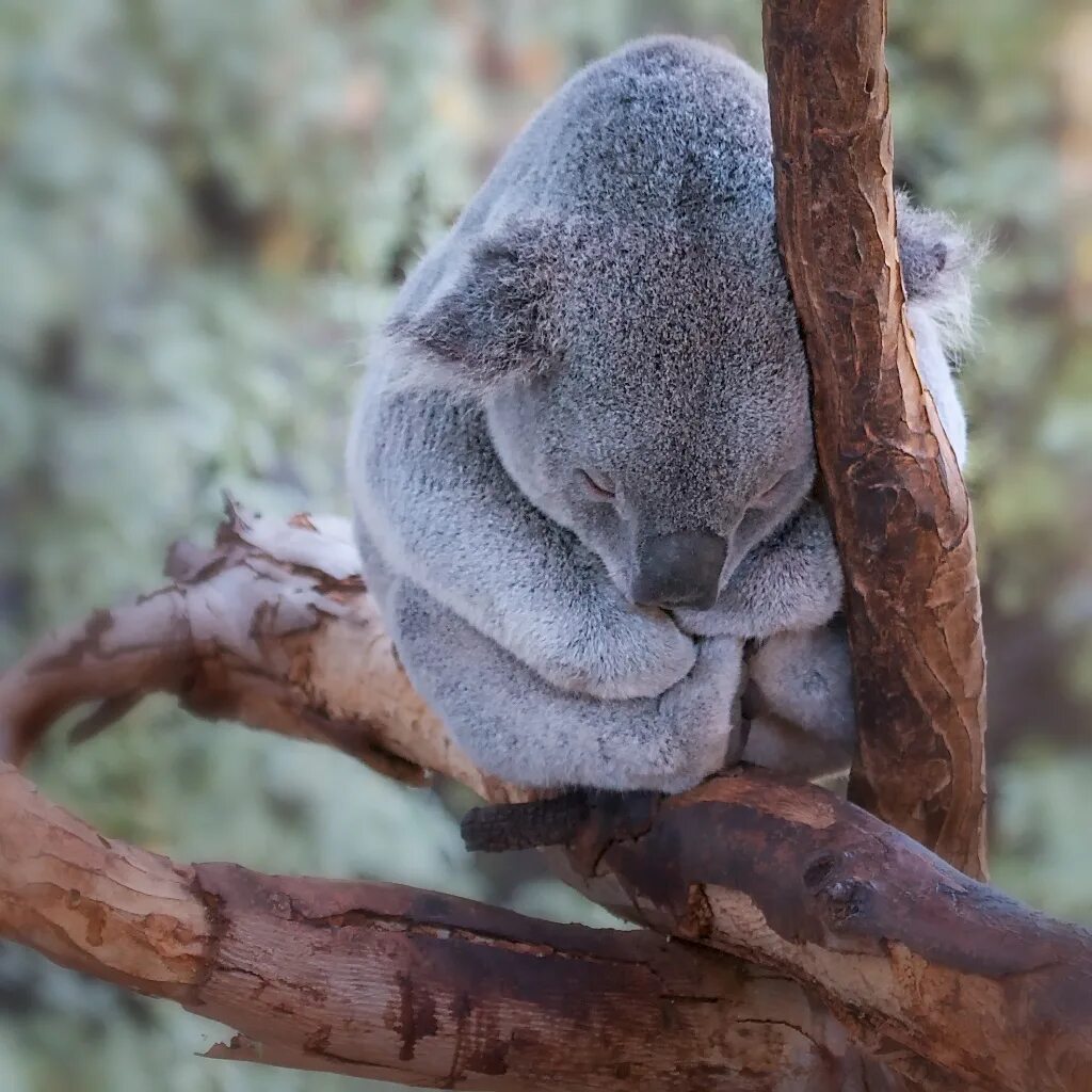 Коала рука. Когти коалы. Лапа коалы. Лапка коалы. Пальцы коалы.
