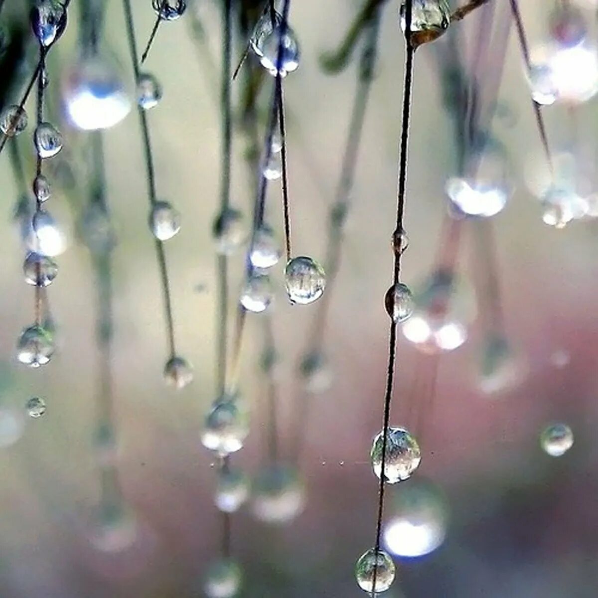 Капель весной. Солнечная капель. Весенняя капель. Весенний капели. Капель весной.