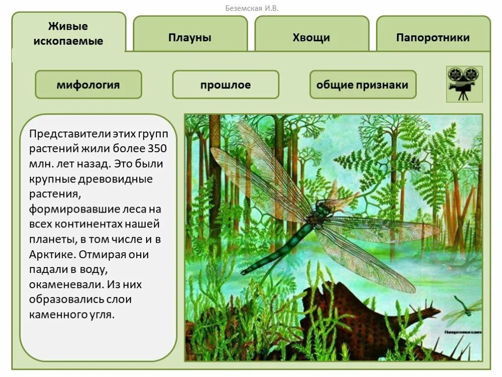 Плауны хвощи папоротники. Папоротники хвощи плауны представители. Представители папоротников хвощей и плаунов. Строение мхов папоротников хвощей и плаунов.