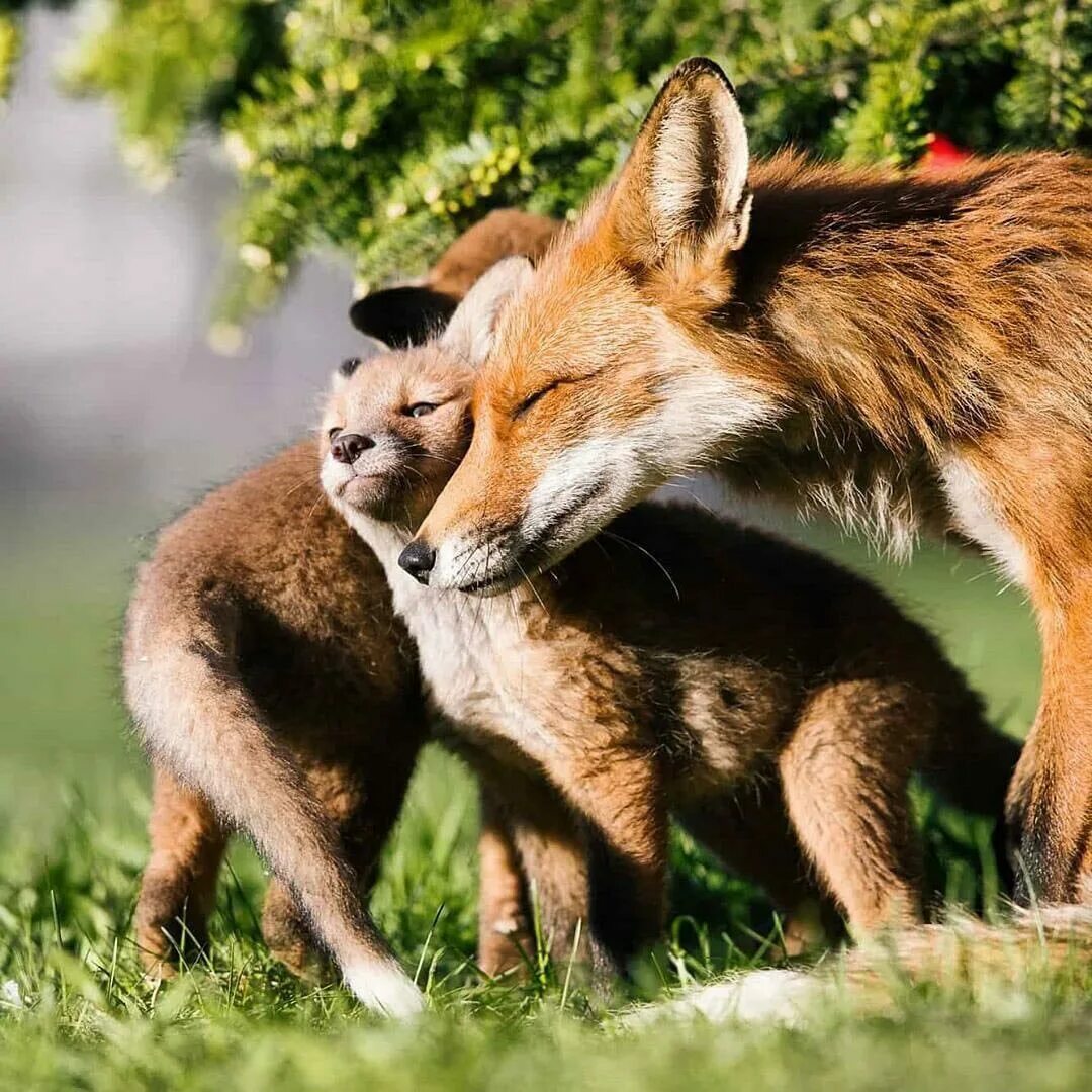 Animals posting. Доброе утро лиса. С добрым утром Лисенок картинки. С подругой в 5 утра лисы. С подругой в 4 утра лисы.