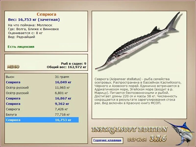 севрюга фото и описание