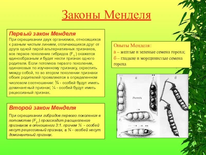 Скрещивание организмов двух разных чистых линий. При скрещивании двух организмов относящихся. при скрещивании двух организмов относящихся к разным чистым линиям. скрещивание особей относящихся к чистым линиям. скрещивание двух разных чистых линий.