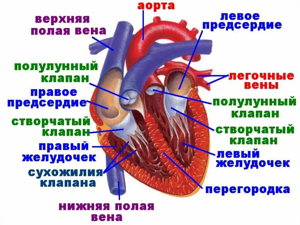 Строение клапанов сосудов сердца. Строение клапанов сердца человека анатомия. Сердце анатомия полулунные клапаны. Строение сердца легочный клапан. Правое предсердие аорта левый желудочек легкие левое