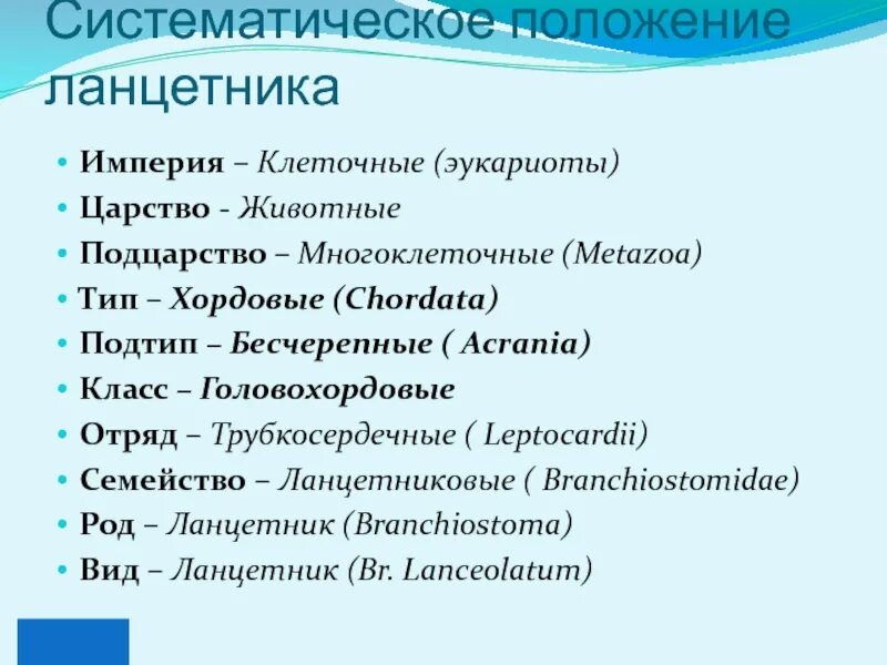 Тип подтип. Подтип бесчерепные классификация. царство животные подцарство. хордовые тип подтип класс отряд. систематическое положение ланцетника.