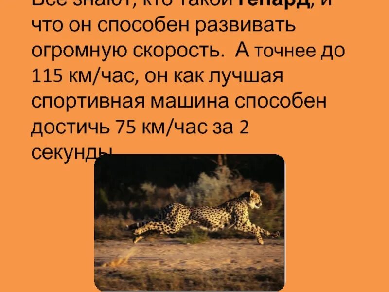 Гепард км в час. Гепард презентация. интересные факты о гепарде. сообщение о гепарде 2 класс. гепард презентация для детей.