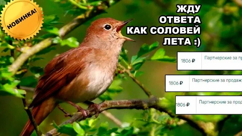Его ждут как соловей лета 5. Его ждут как соловей лета 5. Курский соловей. Жду ответа как соловей лета картинки прикольные. Привет там.