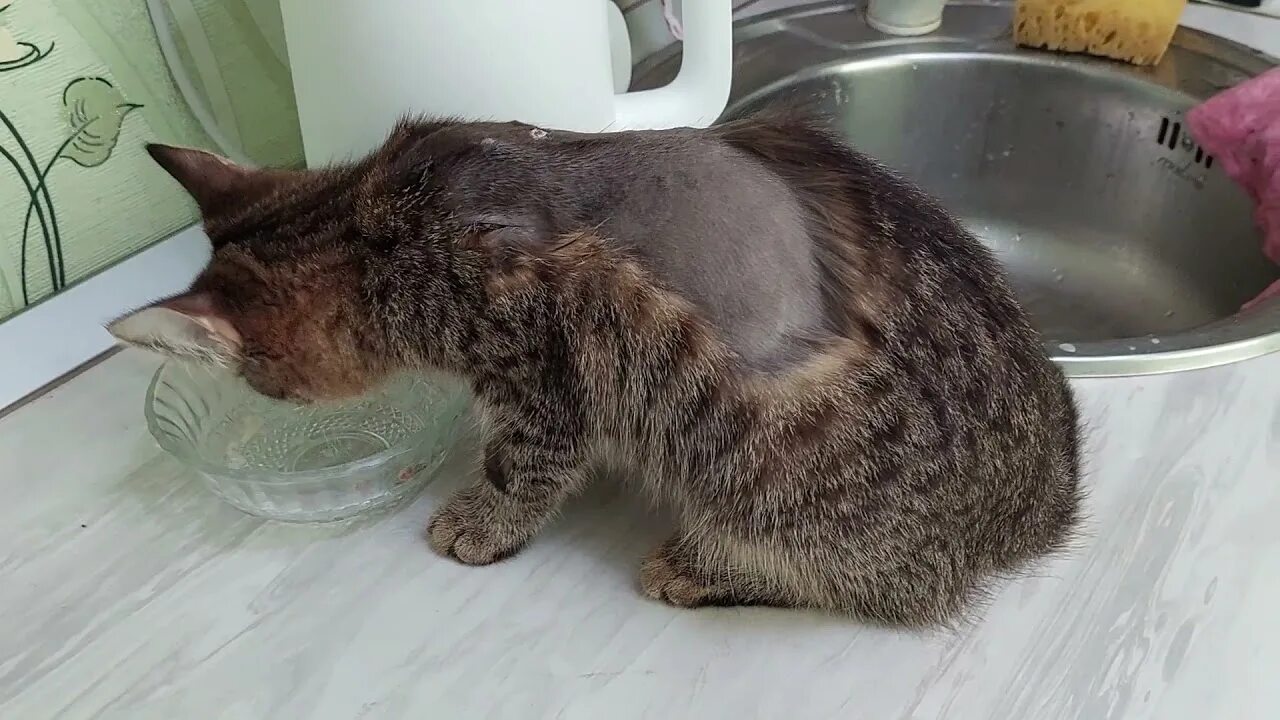 Gs препарат для кошек. Препарат для кошек gs441524. Gs препарат для кошек. Gs фип кошек. Препарат gs-441524.