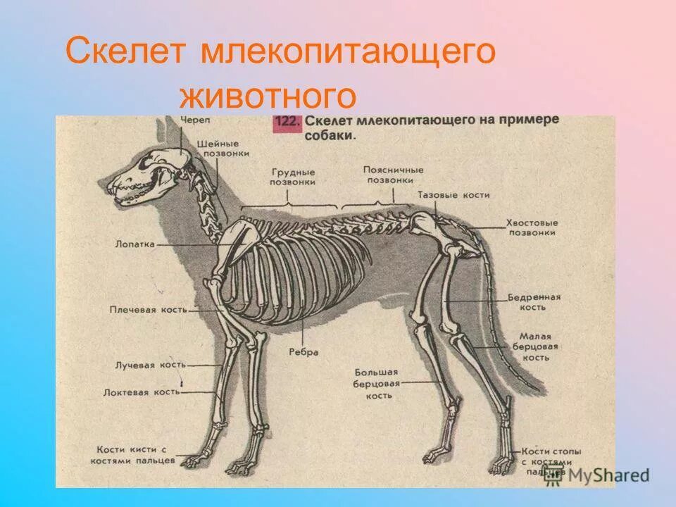 Грудной отдел скелета млекопитающих