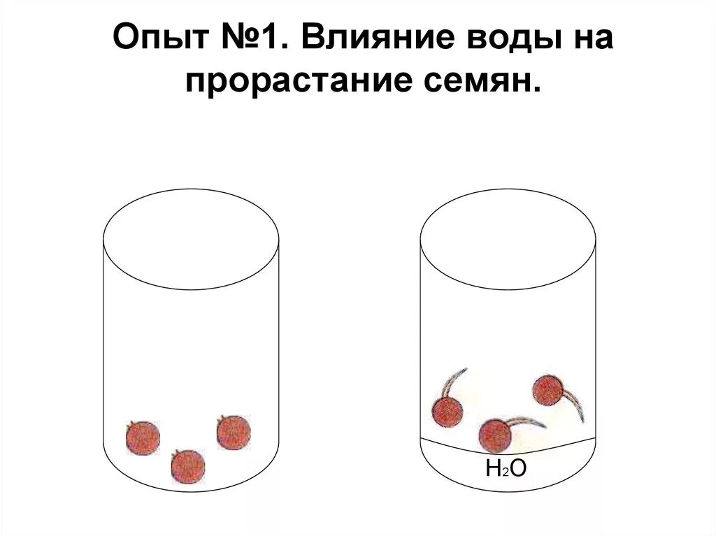 Как вода влияет на проростание семян. Влияние воды на прорастание семян опыт. Эксперимент влияние воды на прорастание семян. Опыт 1 влияние воды на прорастание семян. Опыт для прорастания семян нужна вода.