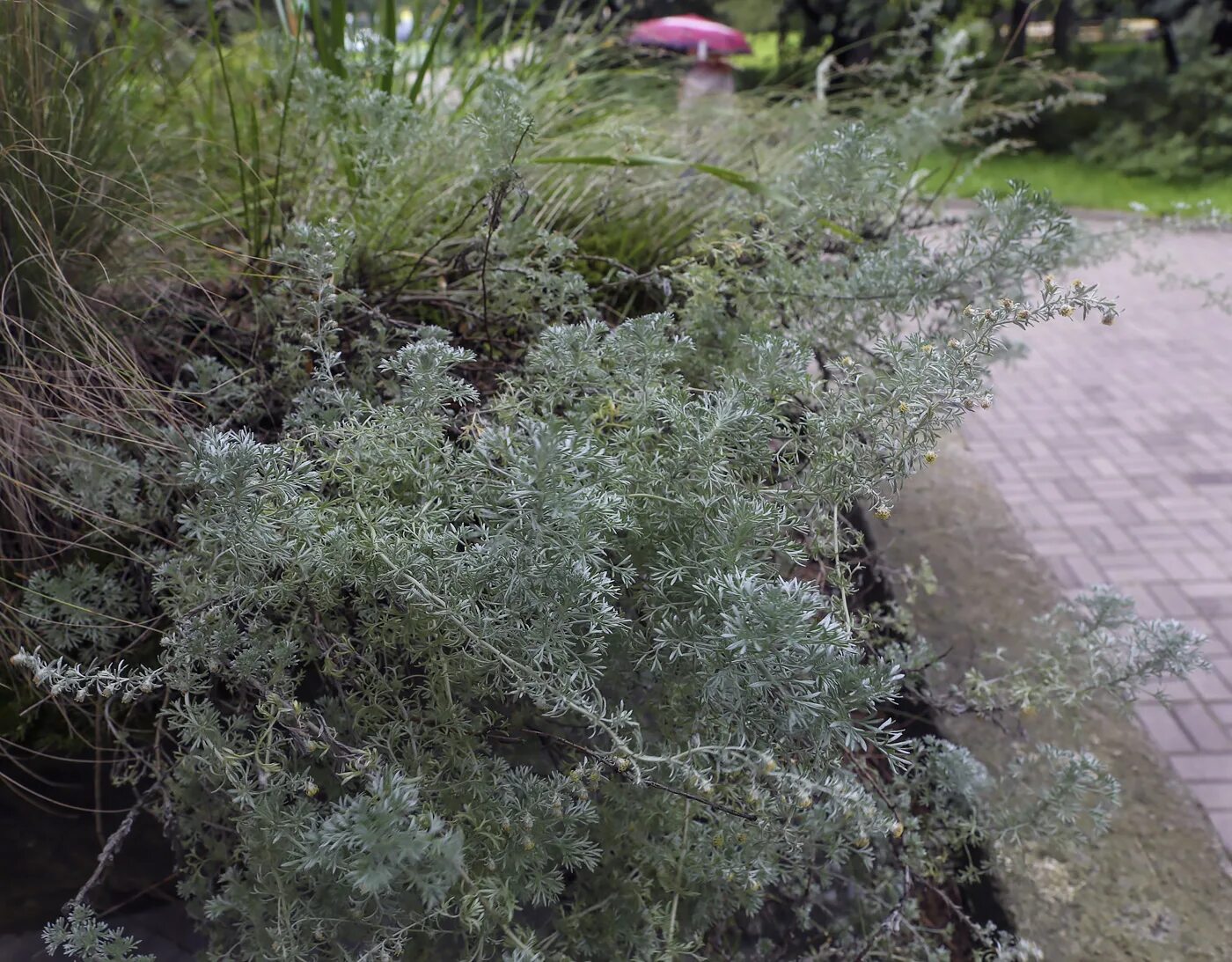 Полынь понтийская. Полынь солянковидная. Полынь солянковидная (artemisia salsoloides). Полынь солянковидная (artemisia salsoloides). Полынь солончаковая.
