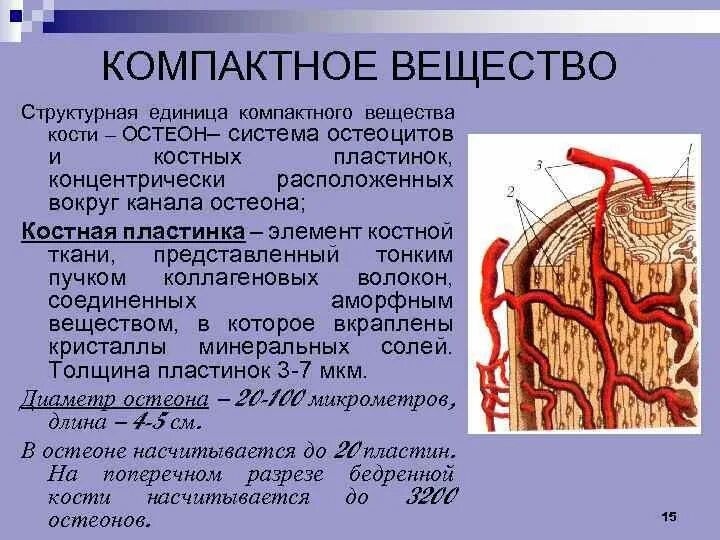 Структурная единица кости. Компактное вещество. Структурная единица компактного вещества кости. Структурно-функциональная единица костной ткани. Структурно-функциональная единица кости Остеон.