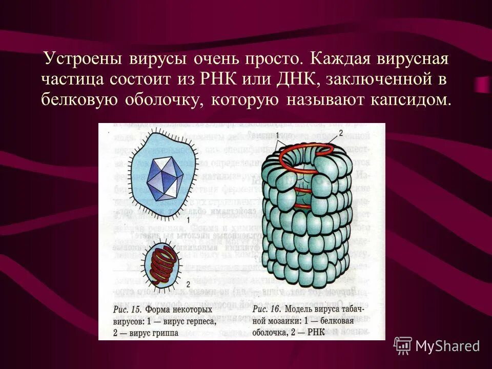 Какие есть вирусы. Вирусы устроены очень просто. Известные виды вирусов. Вирусы виды вирусов. Вирусная частица состоит из.