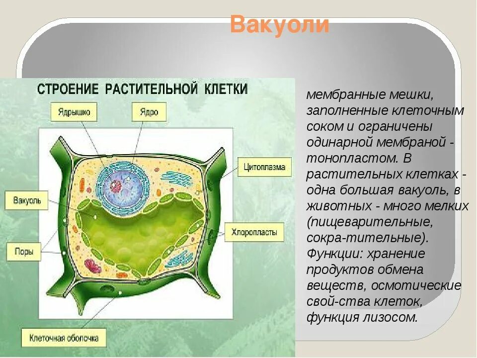 Функции вакуолей в растительной клетке. Органоид растительной клетки вакуоль. Вакуоли растительные структура клеток. Состав вакуоли растительной клетки.