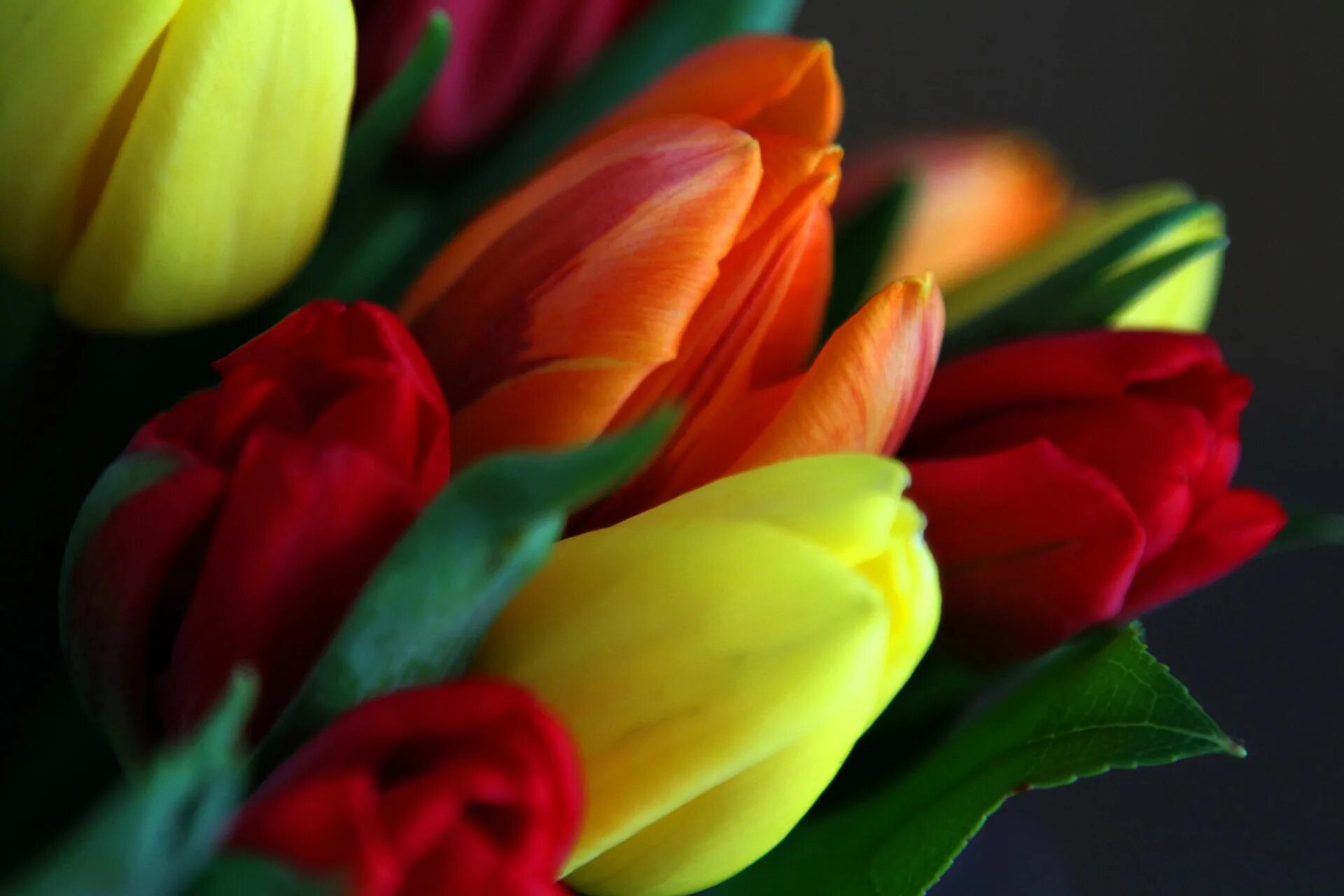 Тюльпаны разноцветные. Яркие тюльпаны. Букет разноцветных тюльпанов. Яркий букет тюльпанов. Красивые тюльпаны на заставку