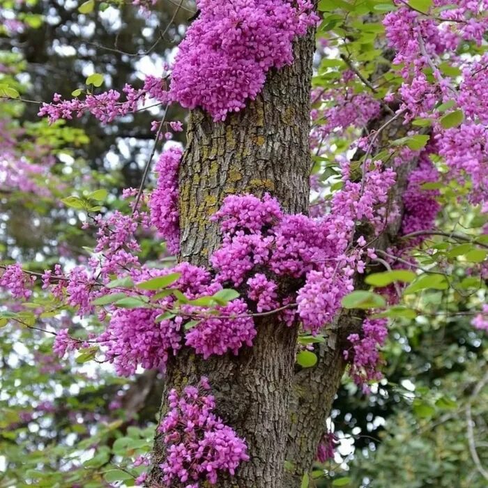 церцис багряник. багрянник европейский иудино дерево. церцис иудино дерево. церцис багрянник европейский. багрянник/церцис/иудино дерево.
