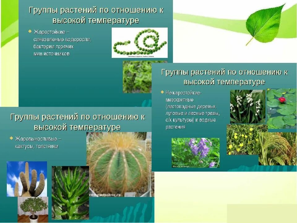 Презентация влияние экологических факторов на растения. Влияние экологических факторов на растения. Влияние экологических факторов на растения. Влияние экологических факторов. Экологические факторы и их влияние на растения.