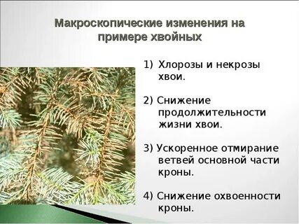 Ель продолжительность жизни