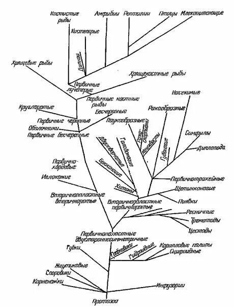 Филогенетическое Древо животных. Практическая работа анализ родословного древа царства животные. Схема Эволюция млекопитающих биология. Происхождение млекопитающих схема. Млекопитающие древо