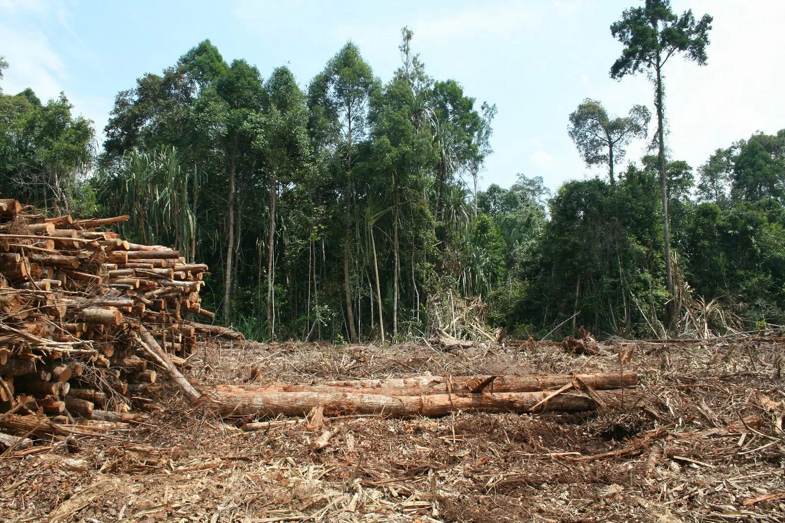 Cut down forest. Вырубка лесов. Вымирание деревьев. Соломоновы острова деревья. Вырубка лесов картинки.