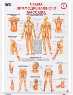 Лимфатический массаж на каждый день