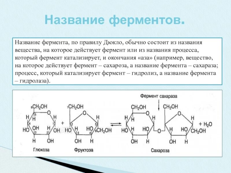 Ферменты названия. Название всех ферментов. Ферменты растительного происхождения. Вещество на которое действует фермент. Количество известных ферментов