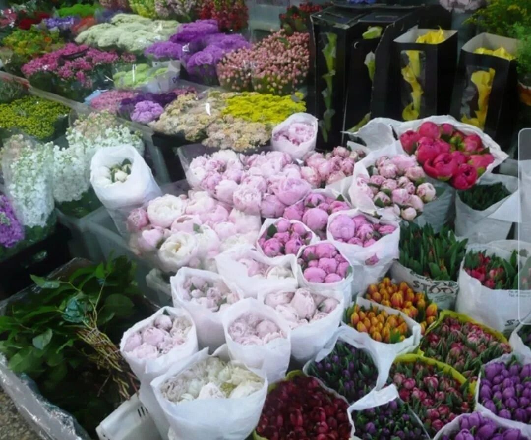Рижский рынок цены на цветы 2024. Рижский рынок Нобилис. Пионы на Рижском рынке. Рижский рынок хризантемы. Рижский рынок асиры цветочный астры.