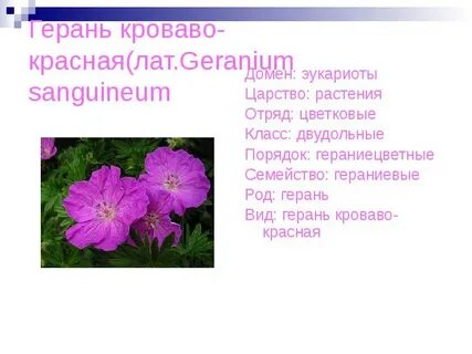 Герань книги
