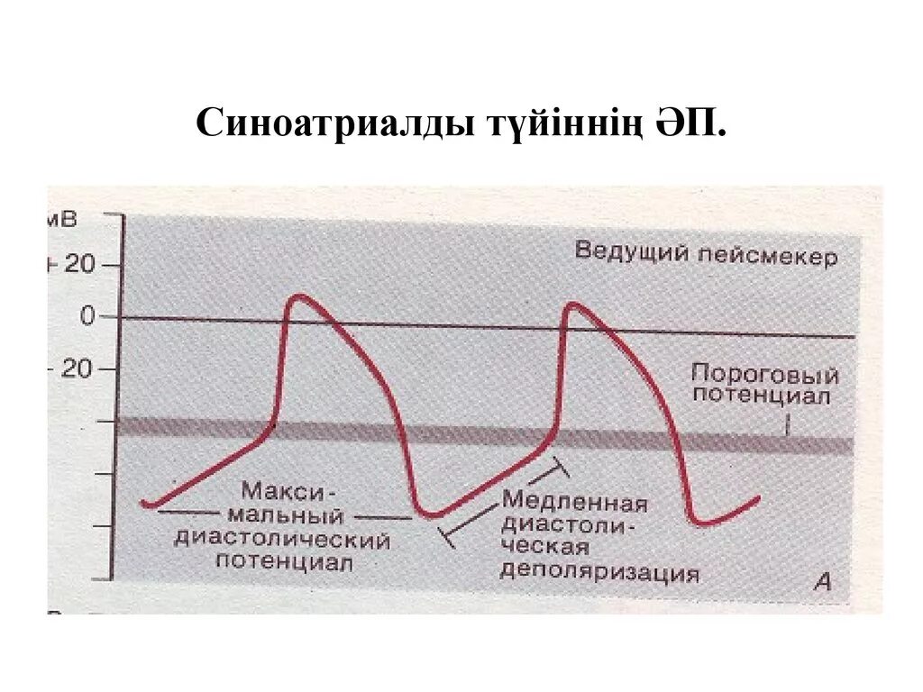 Цели пд. График потенциала действия синоатриального узла. Потенциал клеток синоатриального узла. Пд синоатриального узла. Пд в синоатриальном узле.