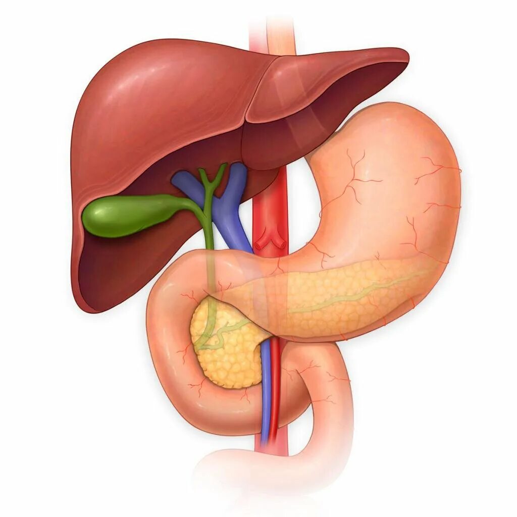 Селезенка желудок поджелудочная железа. Желчный пузырь анатомия человека. Анатомия ЖКТ желчный пузырь. Анатомия человека, желудок, желчный пузырь. Желчный пузырь и поджелудочная железа.