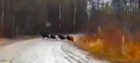 Белка перебежала дорогу перед машиной
