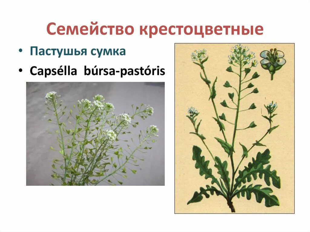 Семейство крестоцветных редис фасоль томат левкой. Семейство крестоцветных редис фасоль томат левкой