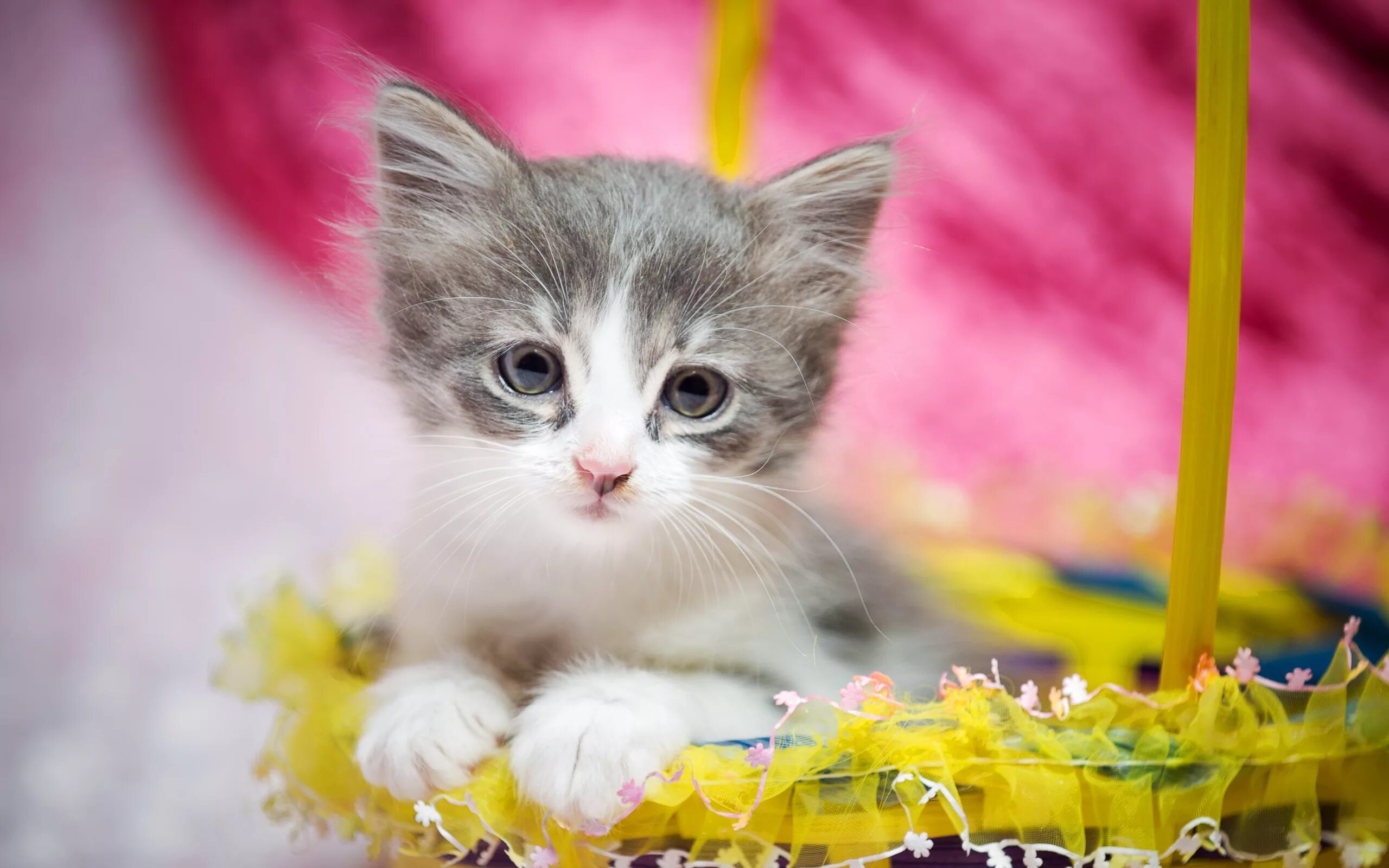 Kitten на русском языке