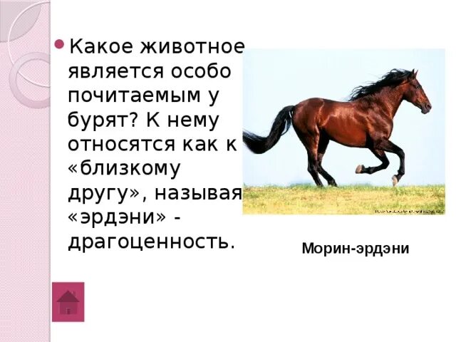 Какой вопрос является специальным. Какое животное самое почитаемое у бурят. морин эрдэни. какое животное является. нарисовать 5 драгоценных животных бурят.