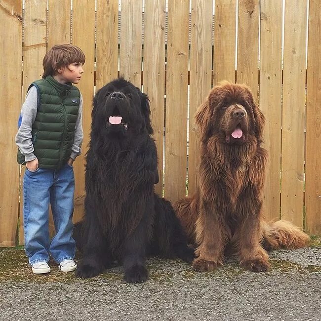2 больших собак. Большие лохматые собаки породы. Огромная лохматая собака. Большая лохматая собака порода. Самые большие лохматые собаки.