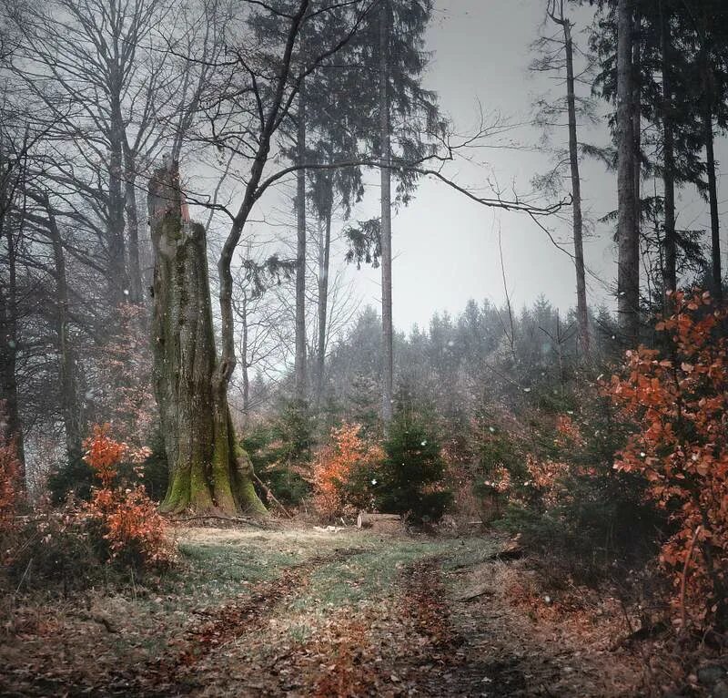 Угрюмая осень. Пасмурная осень. Туман осенью. Угрюмая осень. Угрюмая осень.