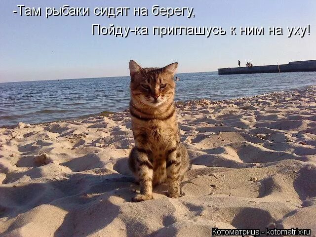 Скорее там. Шутки про море. Скоро на море. Скоро лето кот. Смешные коты отпуск.