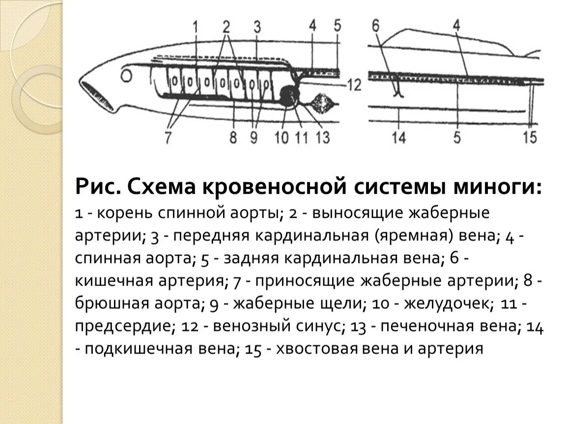Схема кровеносной системы миноги. Схема кровеносной системы речной миноги. Кровеносная система миноги. Кровеносная система речной миноги. Кровеносная система круглоротых схема.